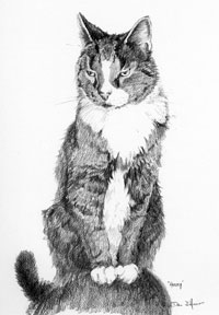 "Harry the Cat" a pet portrait by Dan D'Amico
