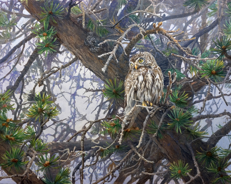 "The Sentinel" by Dan D'Amico, a wildlife painting of a pygmy owl.