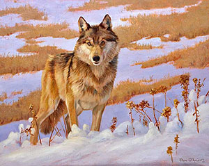 "Drifter" by Dan D'Amico, a wildlife painting of a wolf.