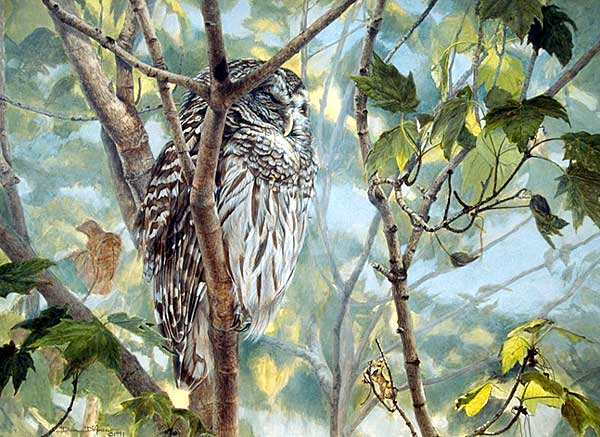 "Asleep Among the Maples" by Dan D'Amico, a wildlife painting of a barred owl.