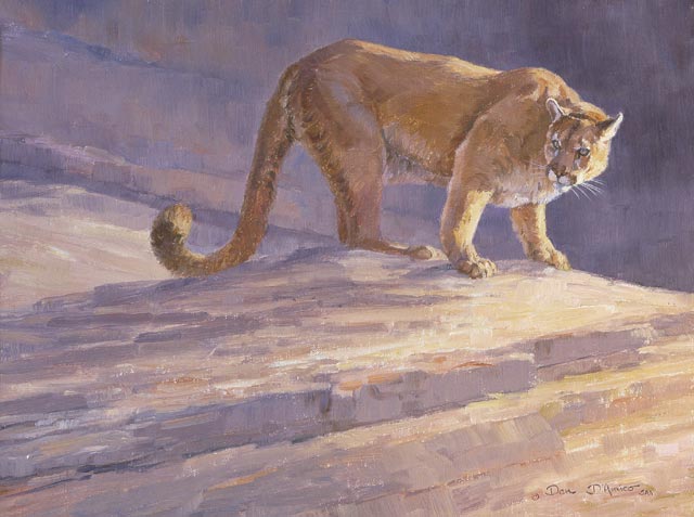 "Backward Glance" - Cougar by Dan D'Amico, a wildlife painting.