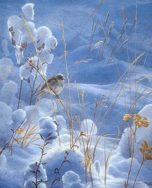 "High Country Spring" b y Dan D'Amico, a wildlife bird painting of a junco.