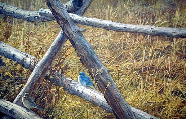 "Waiting for Spring" by Dan D'Amico, a wildlife bird painting of mountain bluebirds
