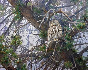 "Sentinel" by Dan D'Amico, a wildlife painting of a pygmy owl.