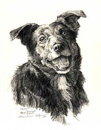 "Calvin" , a pet portrait by Dan D'Amico