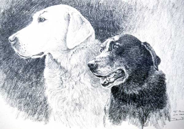 "Paul's Buddies" by Dan D'Amico, a pet portrait.