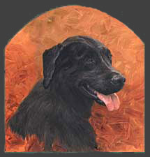 "Shadow" a pet portrait by Dan D'Amico